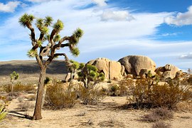 joshua-tree-national-park-74399__180