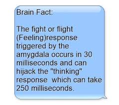 brain fact